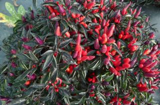 Chilli Explozive ember - semena