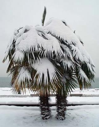 Trachycarpus Fortunei - naklíčená semena