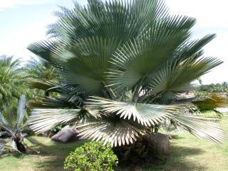 Copernicia Baileyana - naklíčená semena