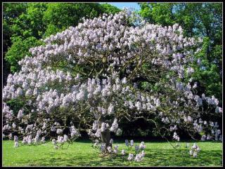 Paulownia Tomentosa - sazenice