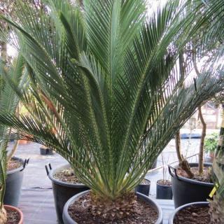 Cycas Macrozamia commnunis - sazenice