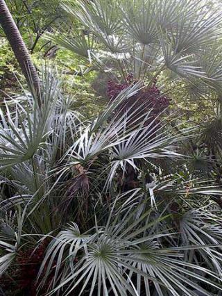 Chamaerops humilis - naklíčená semena