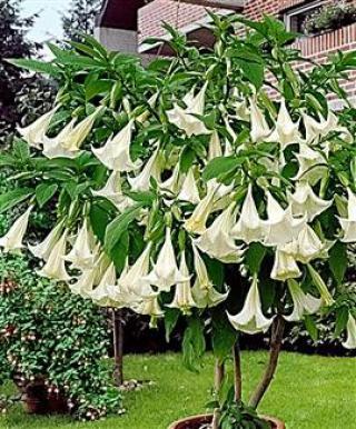 Brugmansia Arborea - řízek