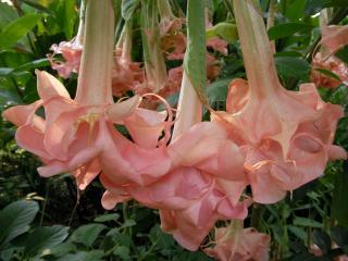 Brugmansia Daydream - řízek