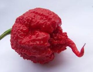 Chilli Carolina reaper - semena