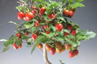 Diospyros Rhombifolia - sazenice