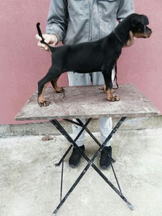 Štěně Doberman pinč