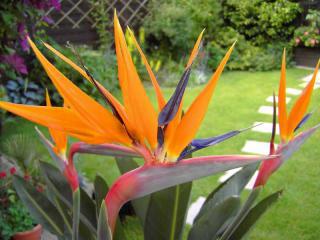 Strelitzia reginae - sazenice