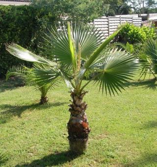 Washingtonia robusta - sazenice