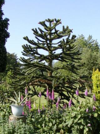 Araucaria araucana - naklíčená semena