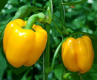 Paprika Mystery - semena