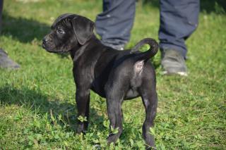 Cane corso štěně