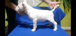 Bullterrier štěňata