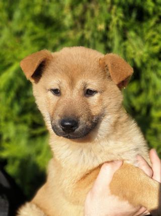 Korejská Jindo Dog štěňátka na prodej