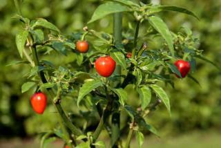 Chilli Aji Charapita red - semena