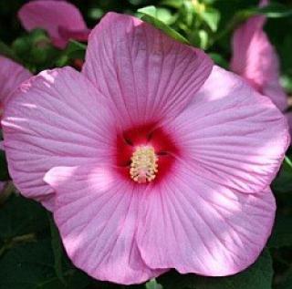 Hibiscus moscheutos - semena