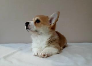 Welsh Corgi Pembroke štěňata na prodej