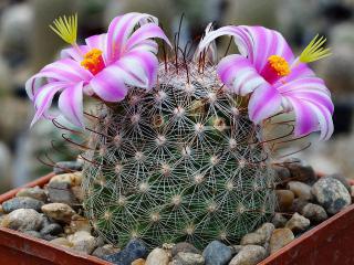 Kaktus Mammilaria microcarpa - semena