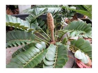 Cycas Zamia Furfuracea - naklíčená semena