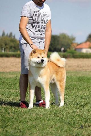 Akita inu