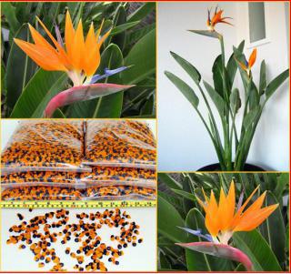  Strelitzia Reginae - naklíčená semena