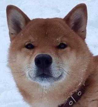 Shiba inu