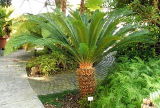 Cycas Revoluta - naklíčená semena