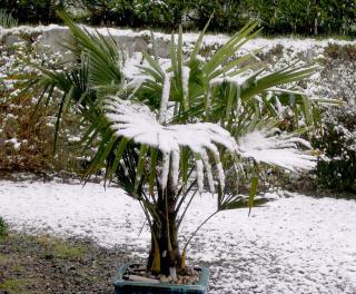 Trachycarpus Fortunei - sazenice