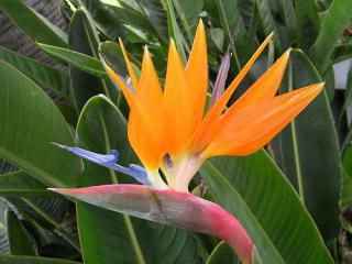 Strelitzia reginae - sazenice