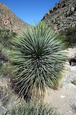 Yucca Elata - semena