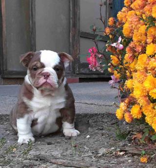 Čokoláda a lila Bulldogs