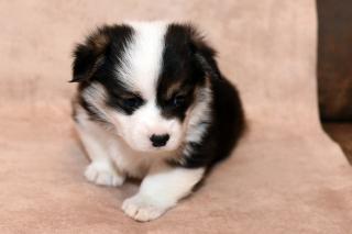 Štěňata Pembroke Welsh Corgi