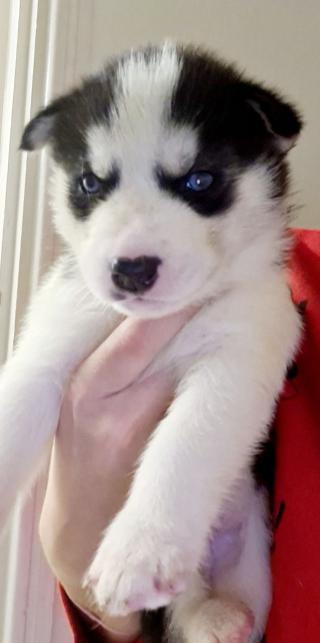 Krásná čistokrevná sibiřská husky štěňata