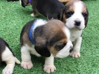 Okouzlující beagle štěně k adopci