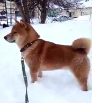 Štěňata shiba inu