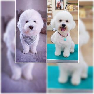 Bichon Frise