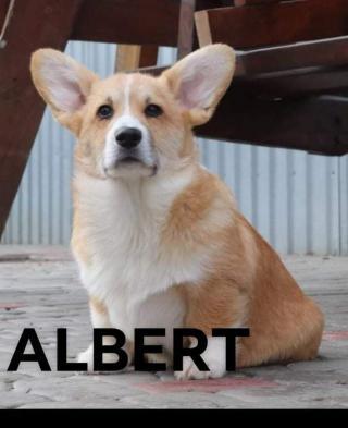 Štěňata Welsh Corgi Pembroke