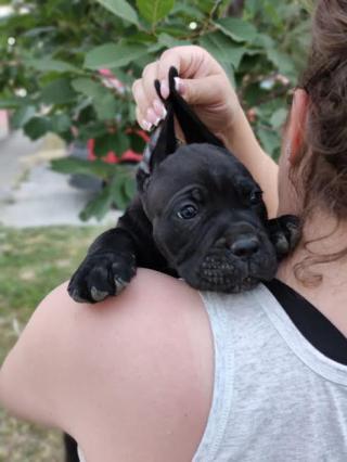 Štěňata Cane Corso 