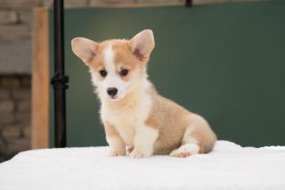 Pembroke Welsh Corgi štěňata