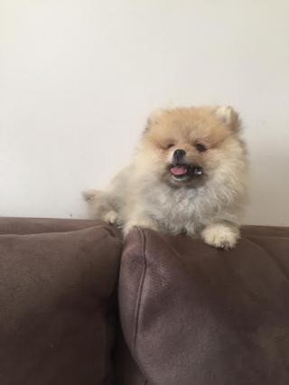 Pomeranian špic 