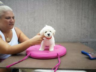 Curly Bison (Bichon Frise)