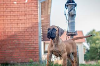 Presa canario