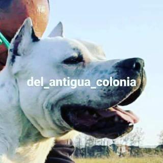Dogo Argentino, štěňata