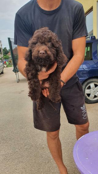 Lagotto Romagnolo štěňata