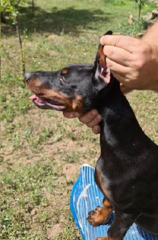 Štěňata dobermana 