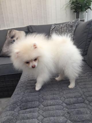 Krásná Pomeranian Pups na prodej.