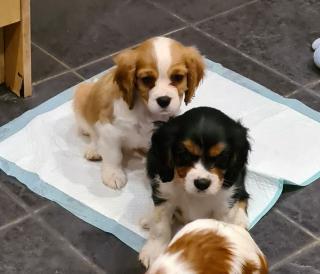 Štěňata kavalíra King Charles Spaniel na prodej.