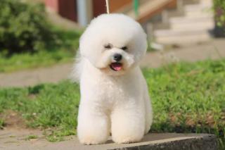 Curly Bison (Bichon Frise)