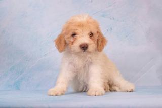 Štěňata Lagotto Romagnolo