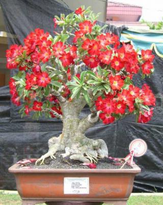 Sazenice Adenium Obesum vel. 8 - 10 cm: